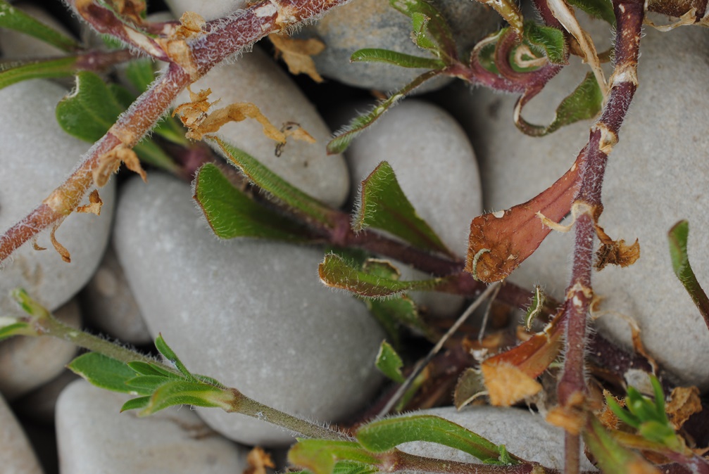 Silene sulle dune - Silene gallica